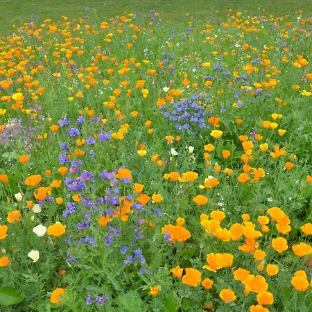 Le Camp Du Fauconnier ベッド・アンド・ブレックファスト