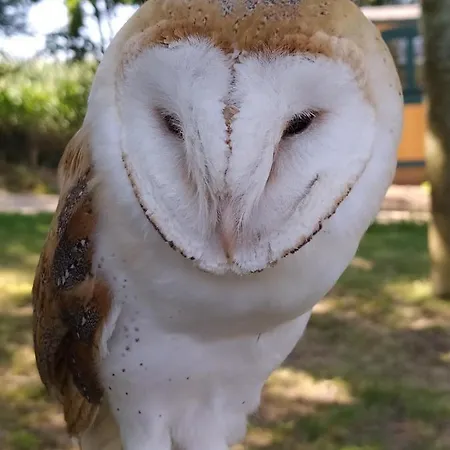 Le Camp Du Fauconnier ベッド・アンド・ブレックファスト La Pommeraie-sur-Sèvre