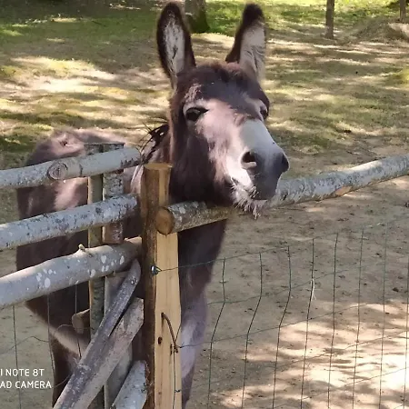 ベッド・アンド・ブレックファスト Le Camp Du Fauconnier La Pommeraie-sur-Sèvre