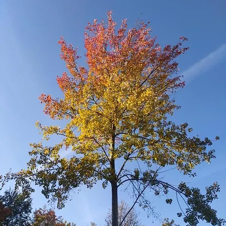 Le Camp Du Fauconnier ベッド・アンド・ブレックファスト 3*