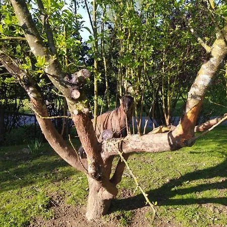 Le Camp Du Fauconnier ベッド・アンド・ブレックファスト