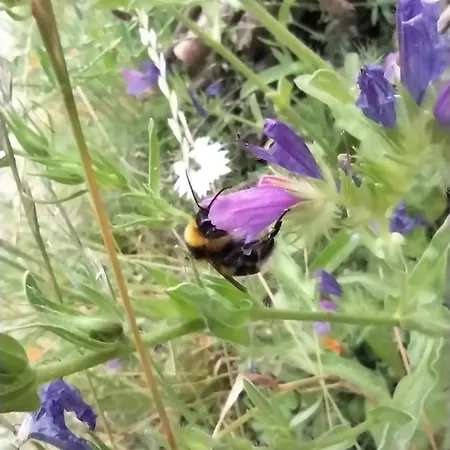 ベッド・アンド・ブレックファスト Le Camp Du Fauconnier 3*