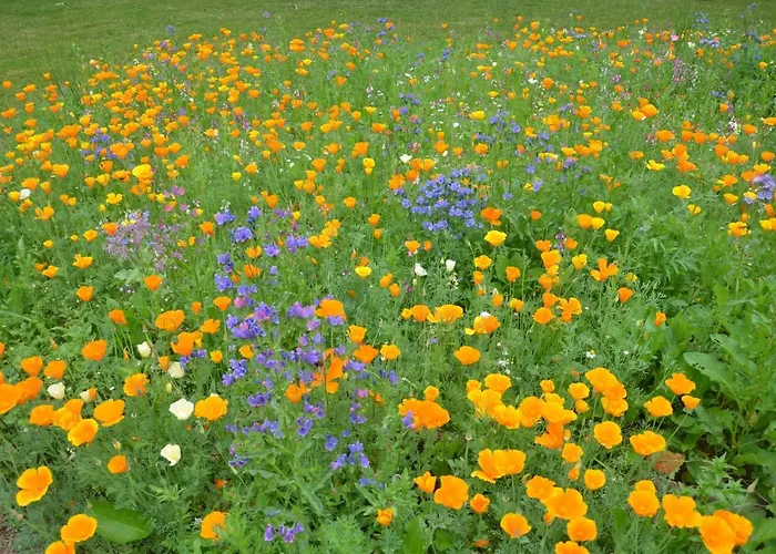 Le Camp Du Fauconnier B&B