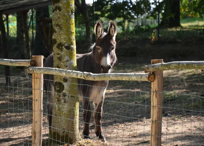 Le Camp Du Fauconnier
