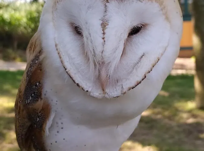 Le Camp Du Fauconnier B&B La Pommeraie-sur-Sèvre
