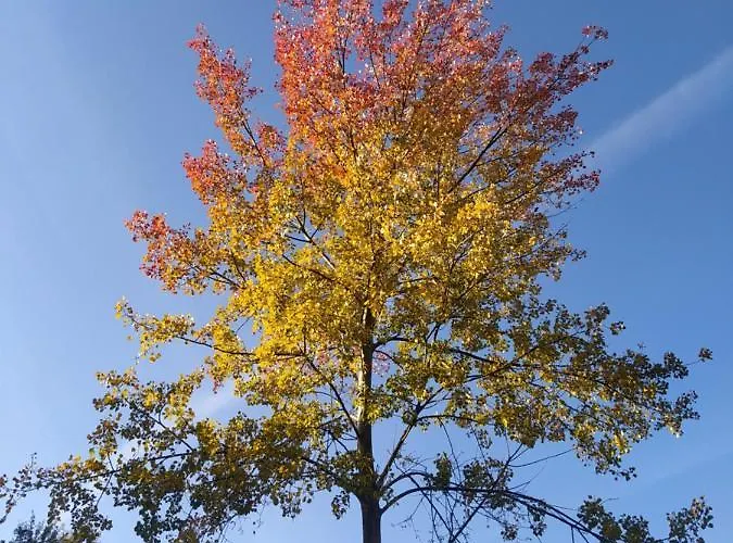 Le Camp Du Fauconnier B&B 3*