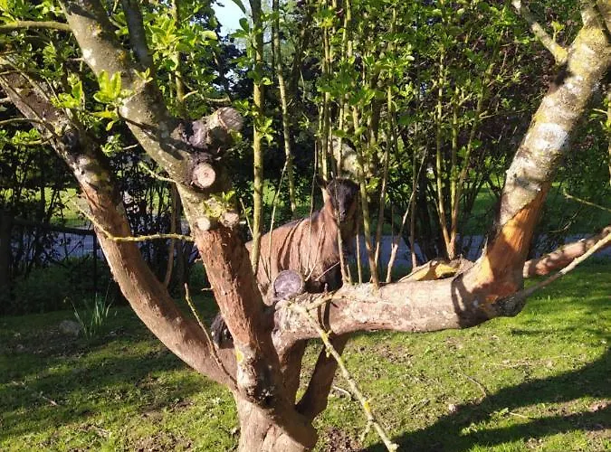 Le Camp Du Fauconnier B&B