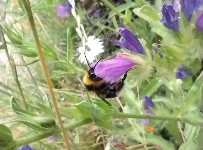 B&B Le Camp Du Fauconnier 3*