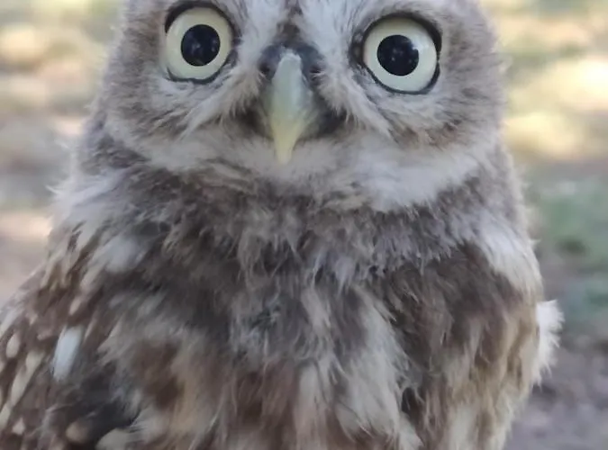 B&B Le Camp Du Fauconnier La Pommeraie-sur-Sèvre