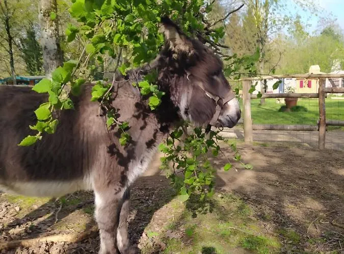 Le Camp Du Fauconnier B&B La Pommeraie-sur-Sèvre