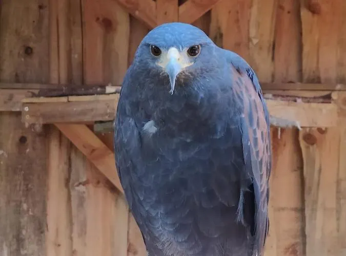 Le Camp Du Fauconnier 3* La Pommeraie-sur-Sèvre